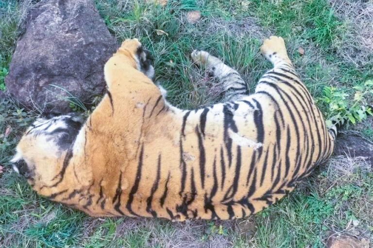 tigress-jpg