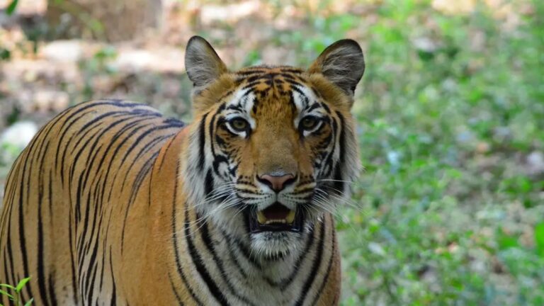 tiger